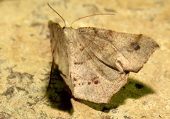 Rhinodia rostraria