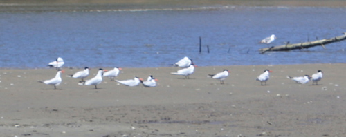Hydroprogne caspia