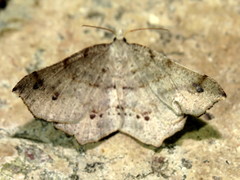 Rhinodia rostraria