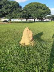 Cornitermes cumulans