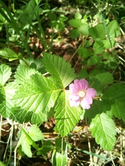 Rubus arcticus