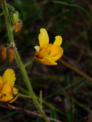 Chamaecrista hispidula