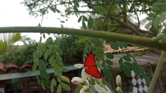 Mesene phareus