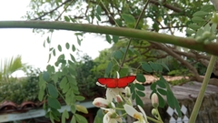 Mesene phareus
