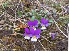 Viola tricolor tricolor