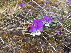 Viola tricolor tricolor