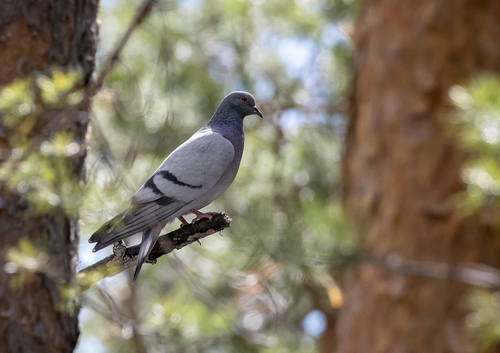 Hill Pigeon (Columba rupestris), photo 10