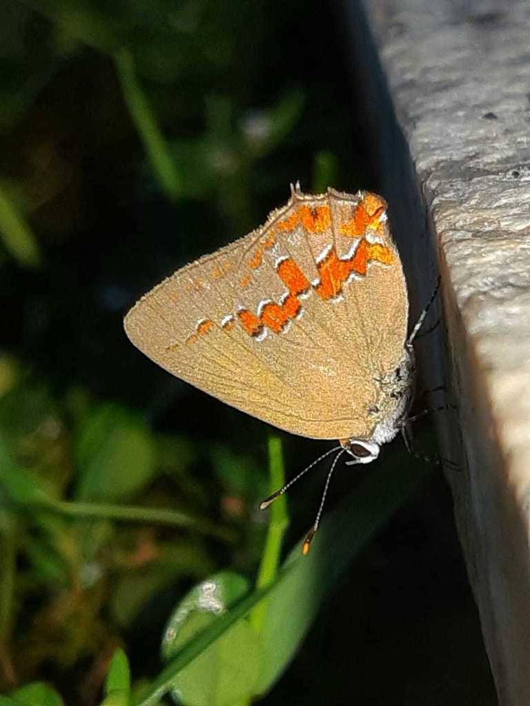 Nicolaea cauter