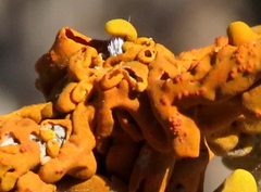 Dufourea inflata