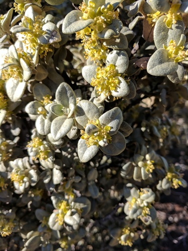 Roundleaf buffaloberry