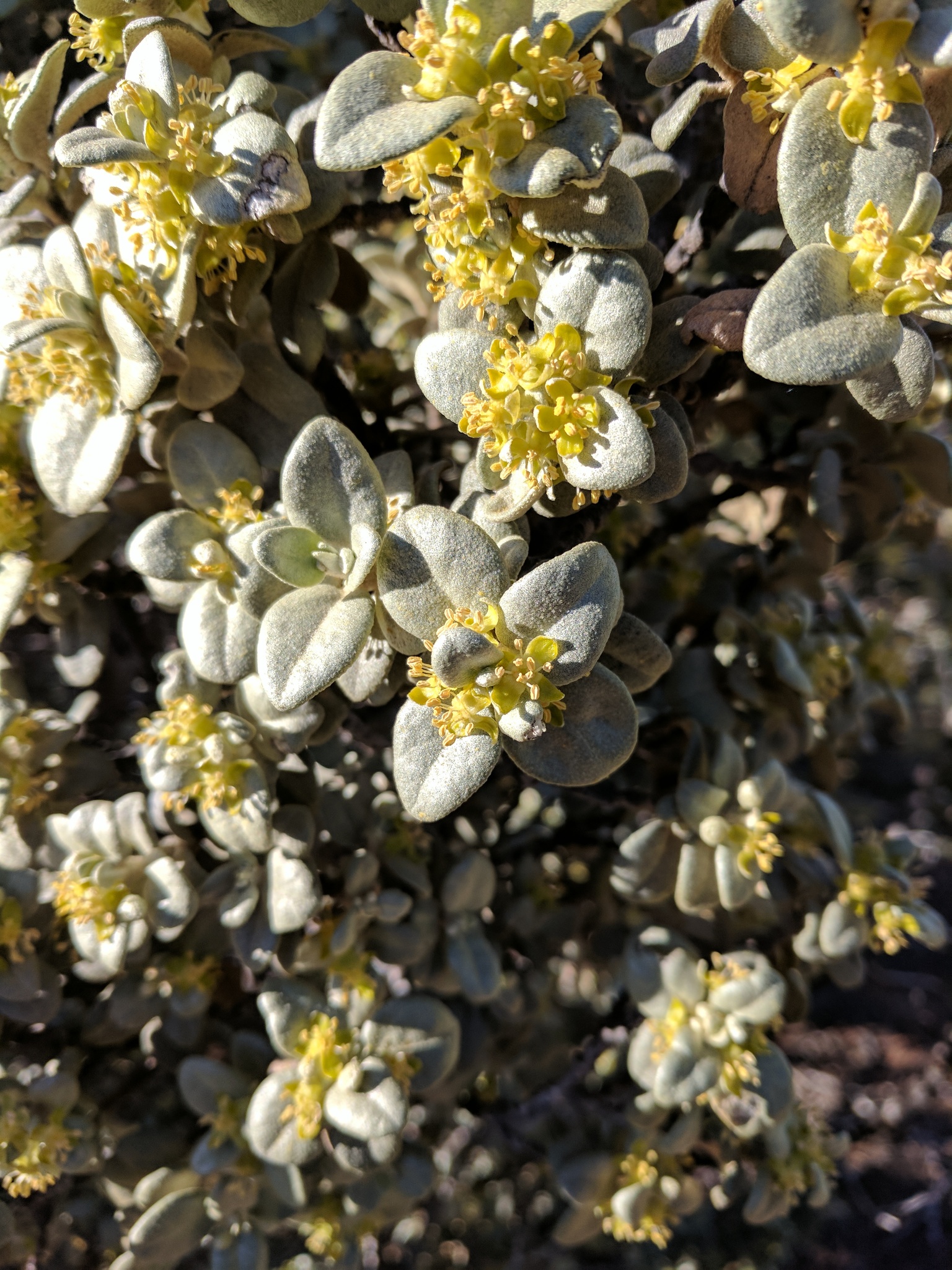 Shepherdia rotundifolia