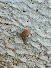 Bulimulus tenuissimus