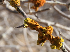 Dufourea inflata