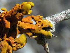 Dufourea inflata