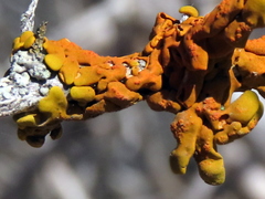 Dufourea inflata