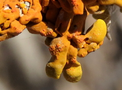 Dufourea inflata