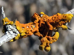 Dufourea inflata