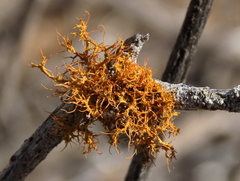 Teloschistes inflatus