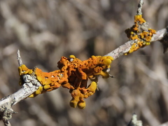 Dufourea inflata