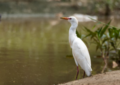 Bubulcus ibis