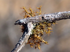 Teloschistes inflatus