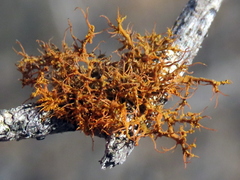 Teloschistes inflatus