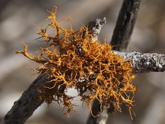 Teloschistes inflatus