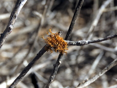 Teloschistes inflatus