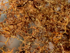 Teloschistes inflatus