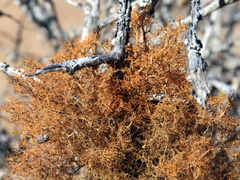 Teloschistes inflatus