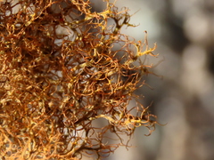 Teloschistes inflatus