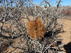 Teloschistes inflatus