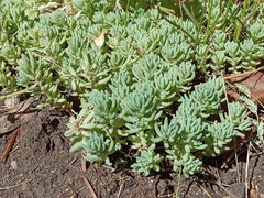 Sedum pallidum