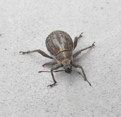 Sciobius