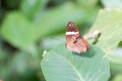 Xanthotaenia busiris