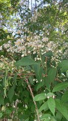 Deutzia pulchra