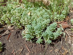 Sedum pallidum
