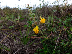 Chamaecrista hispidula