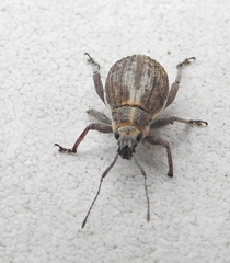 Sciobius