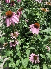 Echinacea purpurea