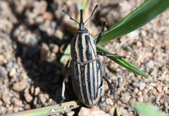 Sphenophorus costipennis