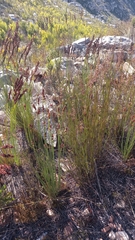 Elegia galpinii