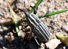 Sphenophorus costipennis