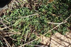 Indigofera sp-aff-humifusa