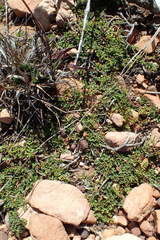 Indigofera sp-aff-humifusa