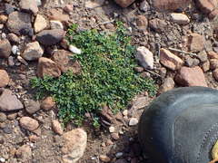 Indigofera sp-aff-humifusa