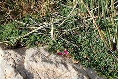 Indigofera sp-aff-humifusa