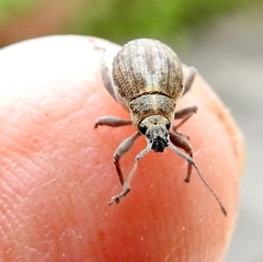 Sciobius
