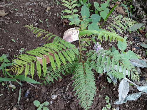 Jacaranda mimosifolia
