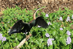 Anhinga rufa vulsini